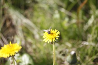 Bir karahindiba çiçeğinin seçici odak noktası.