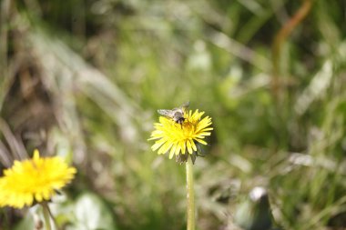 Bahçedeki sarı çiçekte sarı bir kelebek