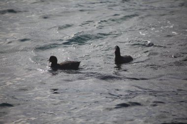 İki ördek denizde yüzer.
