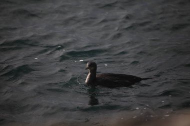 Doğadaki güzel kuşun manzarası