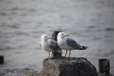 Deniz kıyısında martı
