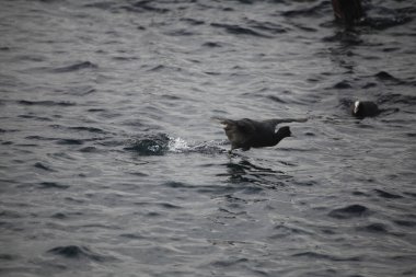 Deniz yüzeyinde dalgalarla duran martı.
