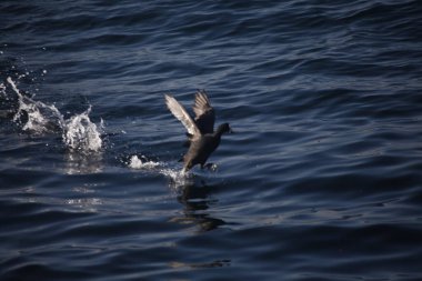 Büyük gri deniz (carcharant cridae) mavi gökyüzünde uçuyor