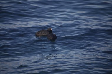 Karadeniz kıyısında deniz aslanı