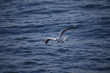 Denizde uçan beyaz başlı martı..