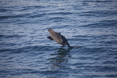 Bir martı suda uçuyor.