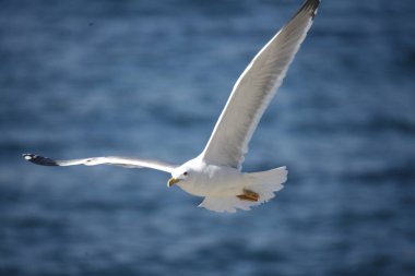 Denizde uçan bir martı..