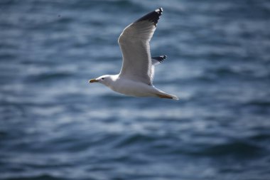 Martı gökyüzünde uçuyor.