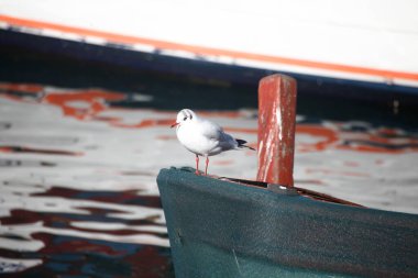 Rıhtımdaki martı