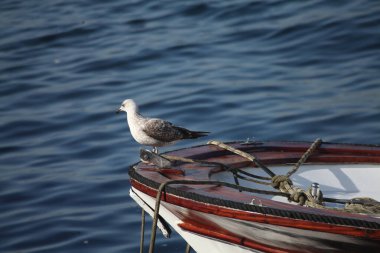 Güzel liman manzarası