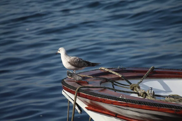 Güzel liman manzarası