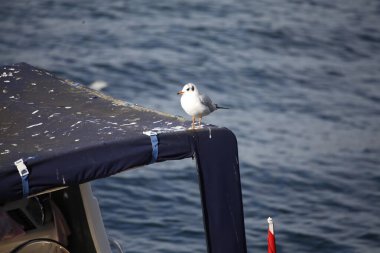 Güzel liman manzarası