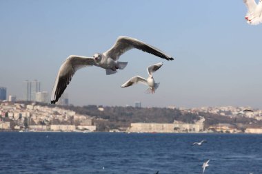 Gökyüzünde uçan martılar