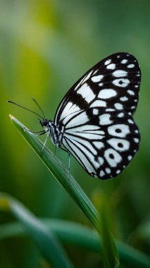 Bir yaprak üzerinde kelebek, yakın çekim