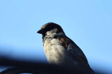 Ağacın dalında bir kuş