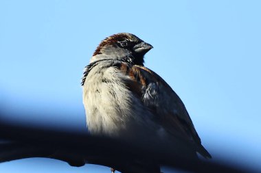 Doğadaki serçe kuşu.