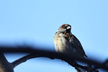 Bir serçe kuşunun yakın plan çekimi.