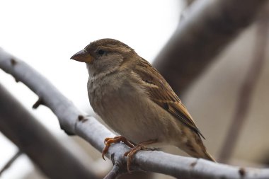 Ağaç dalındaki serçe