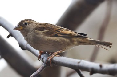 Ağaç dalındaki serçe