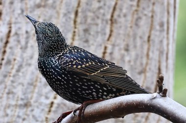 Güzel bir kuşun yakın çekimi.