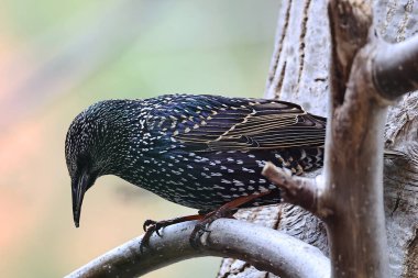 Kuşun yakın çekimi.