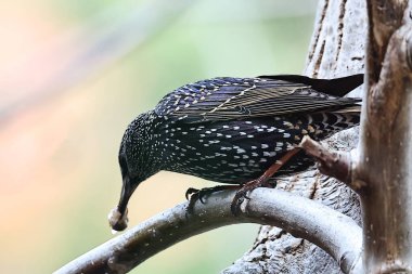 Ormandaki güzel kuşun yakın görüntüsü