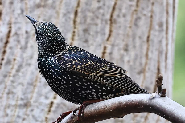 Güzel bir kuşun yakın çekimi.