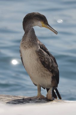 Doğadaki güzel kuşun manzarası