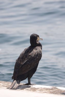 San Diego, California sahilindeki iskelede siyah pelikan.