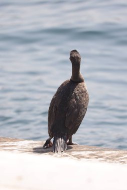 Bir kayanın üzerindeki martıyı yakından çek.