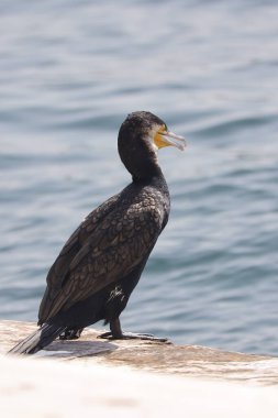 Deniz kıyısındaki bir kayada karabatak.
