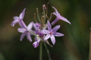 Bahçedeki mor çiçek