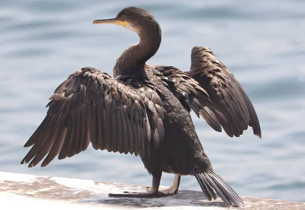 Göldeki bir iskelede tünemiş bir karıncanın seçici odak noktası.
