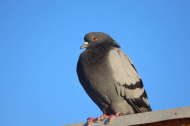 Güvercin gökyüzüne