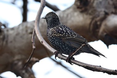 Doğadaki güzel kuşun manzarası