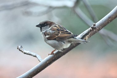 Ağacın dalında bir kuş