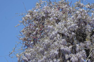 Mor çiçeklerle açan ağaç parlak mavi gökyüzüne karşı