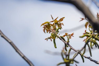 İlkbaharda dallardaki yeşil ağaç tomurcuklarını ve catkins ağaçlarını kapatın.