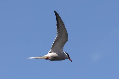 Açık mavi gökyüzüne karşı uçan martı