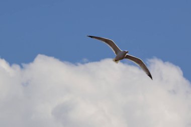 Mavi gökyüzünde beyaz bulutların üzerinde uçan martı