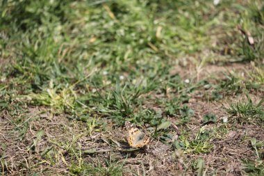 15-04-2025 İstanbul Türkiye: Doğal devle otlak alan dokusu