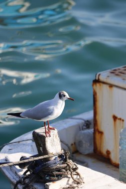 Martı mavi suyla deniz kıyısına tünedi.