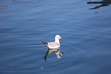 Sakin mavi deniz yüzeyinde yüzen martılar.
