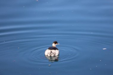 Yalnız yağlı kuş mavi suda dalgalanmalar yaratır.