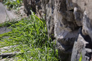 15-04-2025 İstanbul Türkiye: Kayalık kıyı şeridinin yanında yeşil çimenler büyüyor