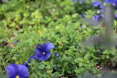 Bahçedeki güzel çiçekler