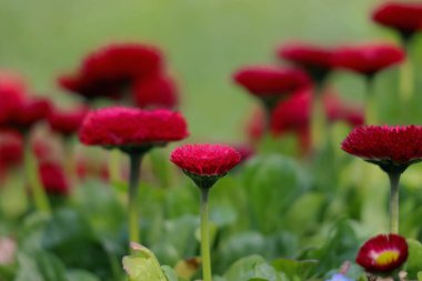 tarlada kırmızı laleler