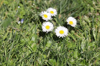 Bahçedeki güzel çiçekler