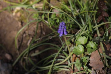 bahçede büyüyen güzel mor çiçekler