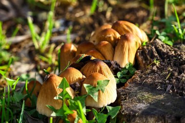 Çimenlerde yetişen bir grup kahverengi mantar.